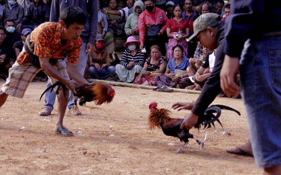 Sejarah dan Perkembangan Judi Sabung Ayam
